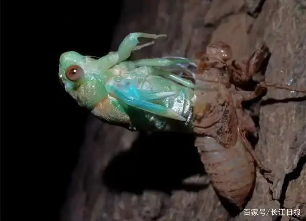 关于蝉的科学小知识