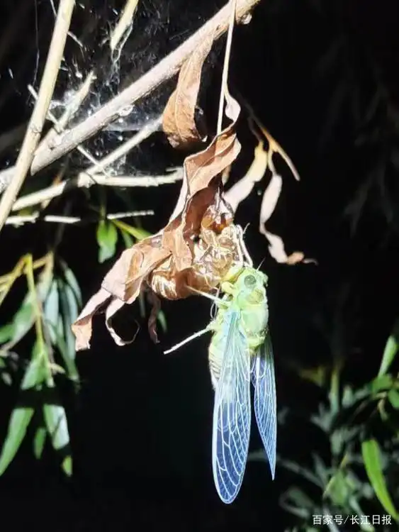 关于蝉的科学小知识