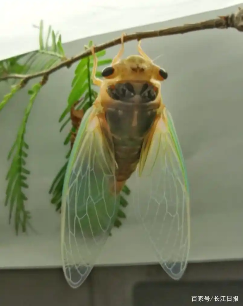 关于蝉的科学小知识