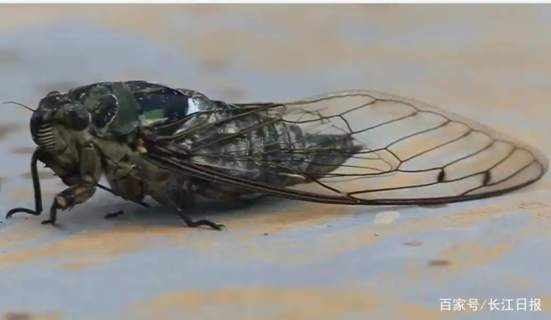 关于蝉的科学小知识