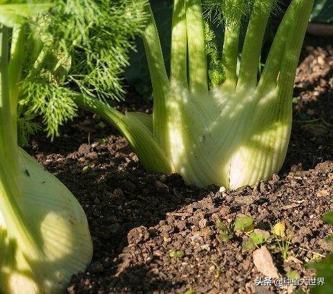 大茴香种植技术和时间