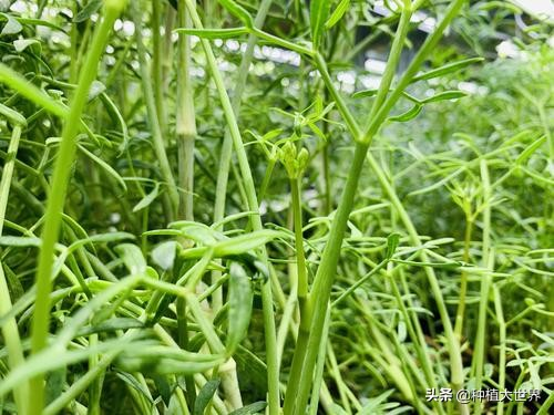 大茴香种植技术和时间