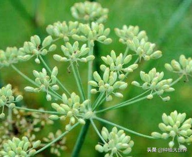 大茴香种植技术和时间