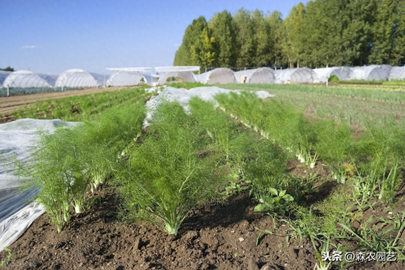 The technology and time of thorium cultivation