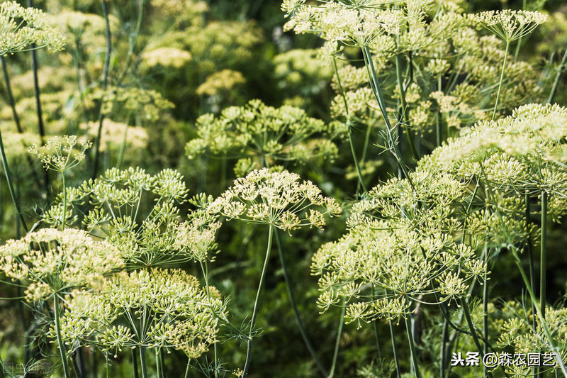 The technology and time of thorium cultivation