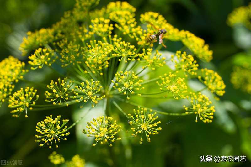 The technology and time of thorium cultivation