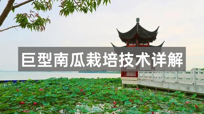 Large pumpkin cultivation techniques