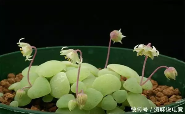 Silver-rich seed cultivation methods