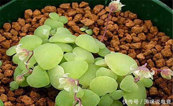 Silver-rich seed cultivation methods