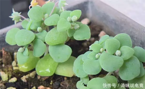 Silver-rich seed cultivation methods