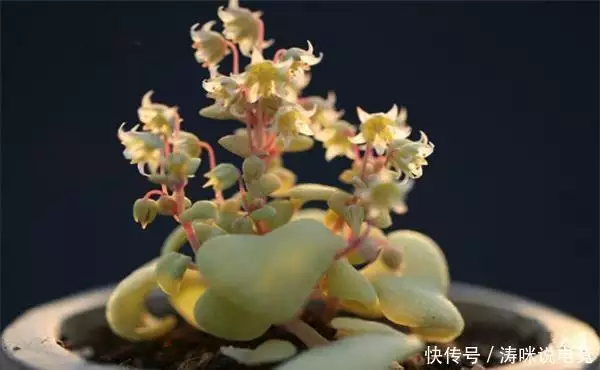 Silver-rich seed cultivation methods