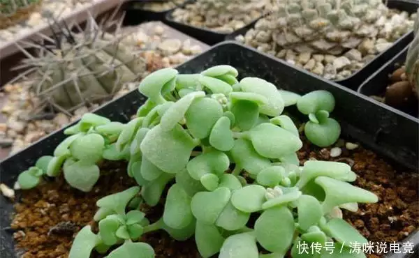 Silver-rich seed cultivation methods