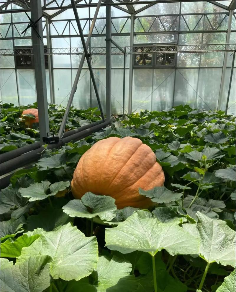 Large pumpkin cultivation techniques