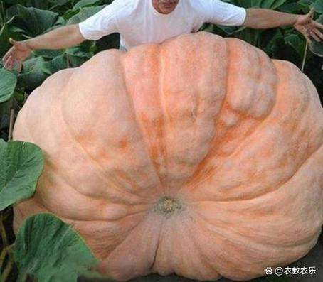 Large pumpkin cultivation techniques