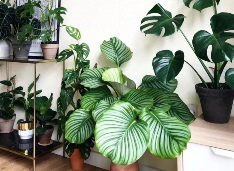 适合室内种植的植物