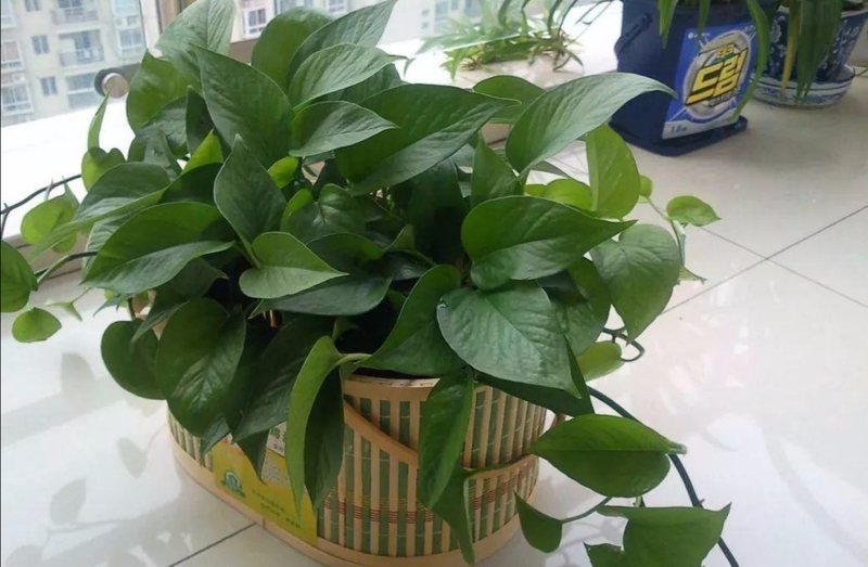 适合室内种植的植物