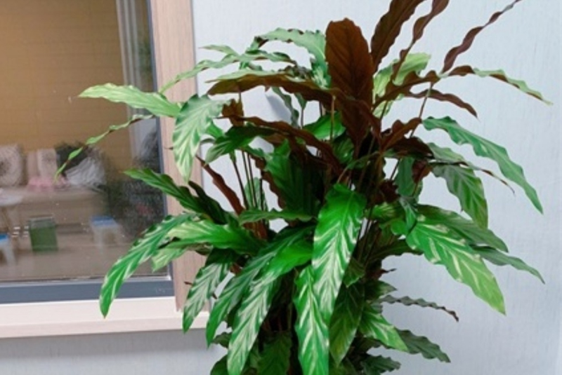 适合室内种植的植物