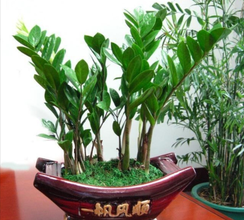 适合室内种植的植物