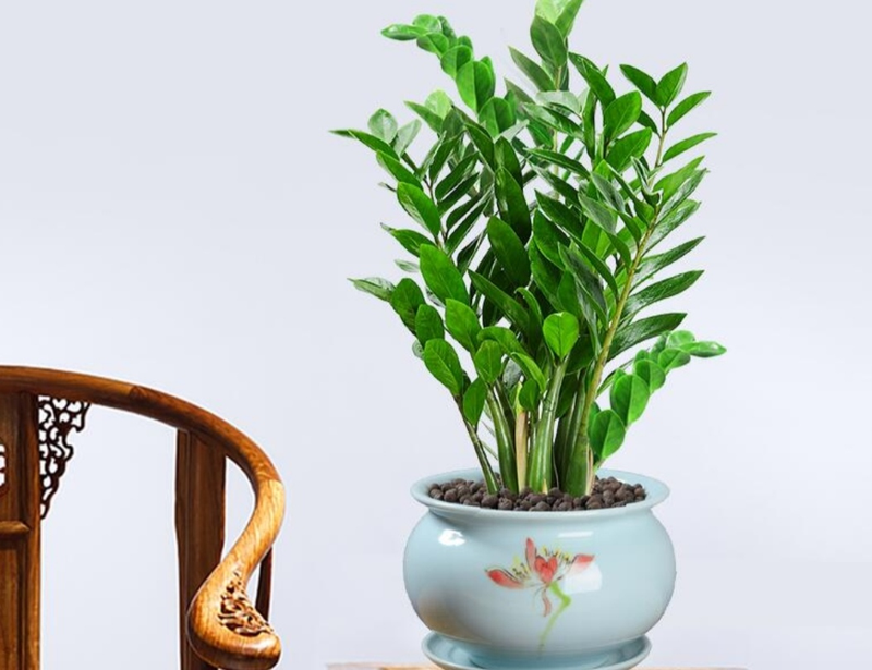 适合室内种植的植物