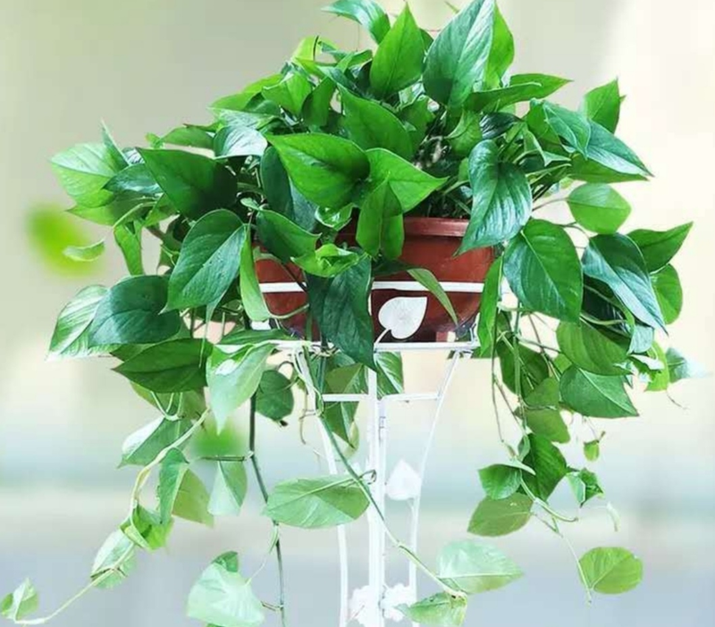 适合室内种植的植物