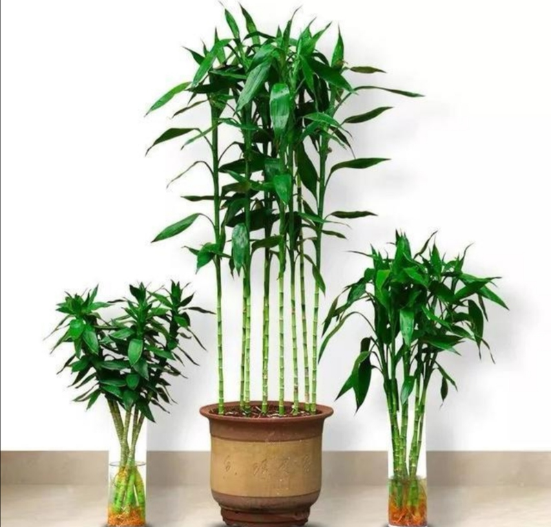 适合室内种植的植物