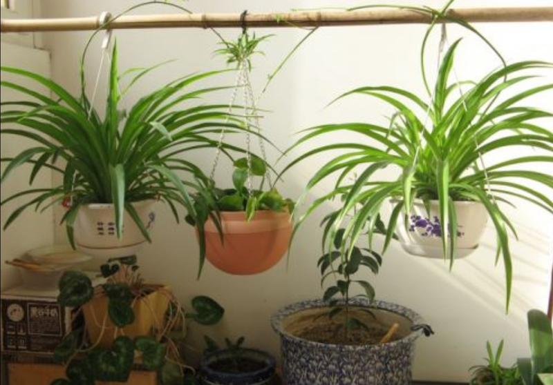 适合室内种植的植物