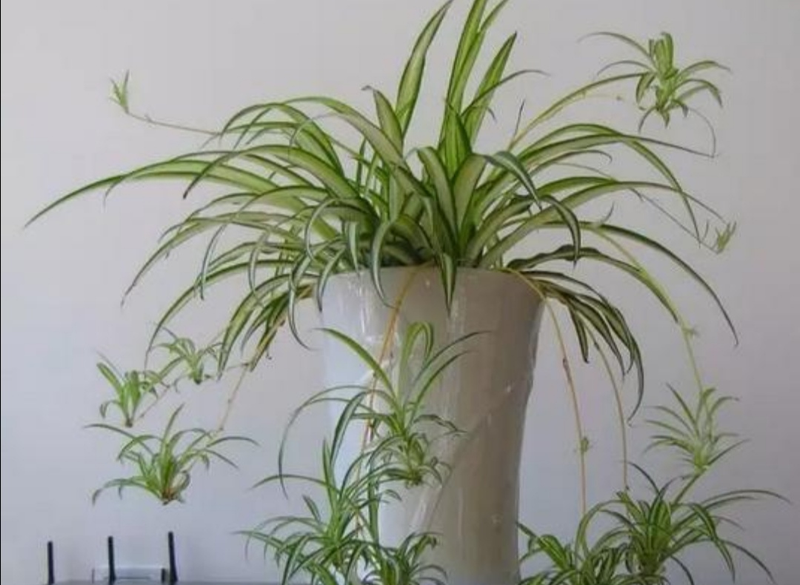 适合室内种植的植物