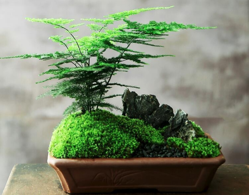 适合室内种植的植物