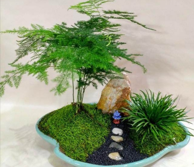 适合室内种植的植物