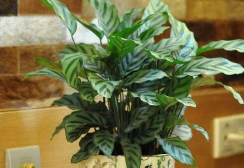 适合室内种植的植物