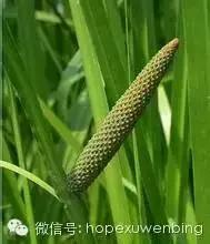 It's a small-scale planting method