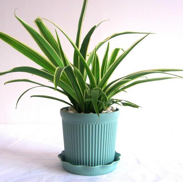 Plants suitable for indoor cultivation