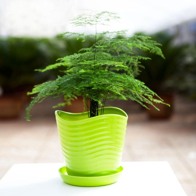 Plants suitable for indoor cultivation