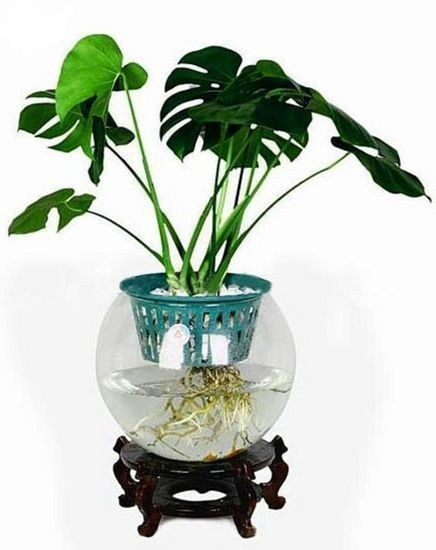 Plants suitable for indoor cultivation