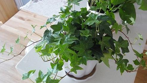 Plants suitable for indoor cultivation