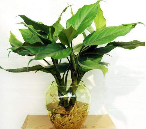 Plants suitable for indoor cultivation