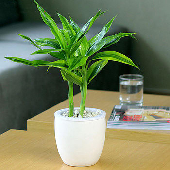 Plants suitable for indoor cultivation