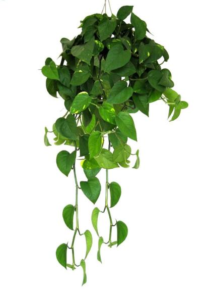 Plants suitable for indoor cultivation