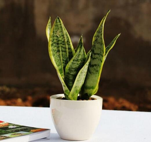 Plants suitable for indoor cultivation