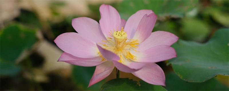 Cement lichen planting techniques