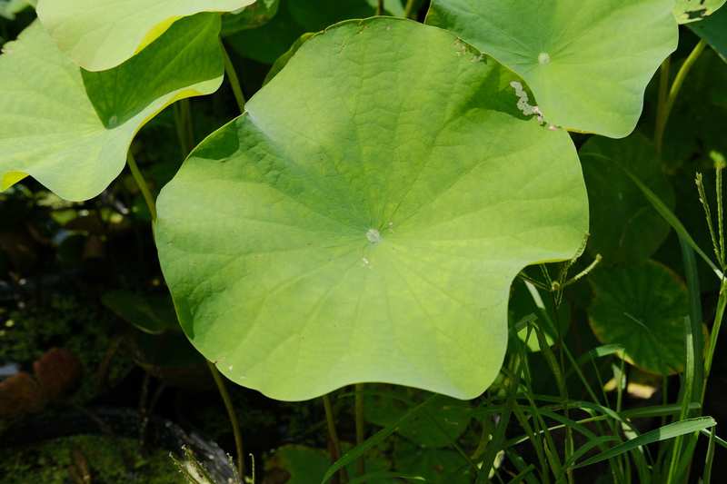 Cement lichen planting techniques