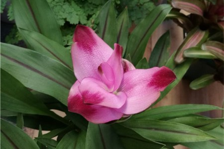 Cement lichen planting techniques