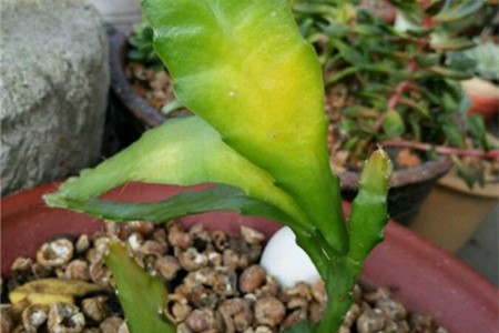 Cement lichen planting techniques