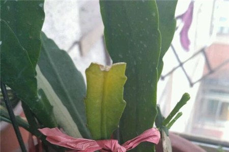 Cement lichen planting techniques