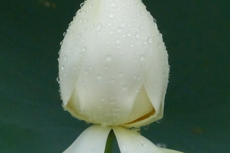 Cement lichen planting techniques