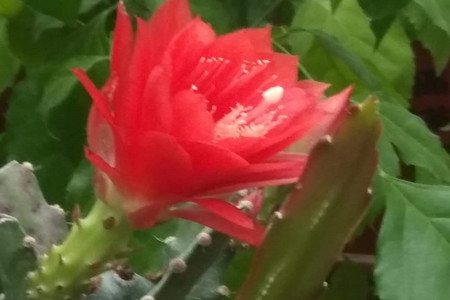 Cement lichen planting techniques