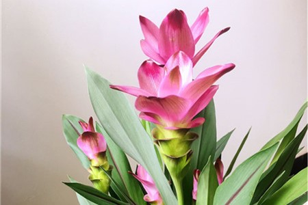 Cement lichen planting techniques