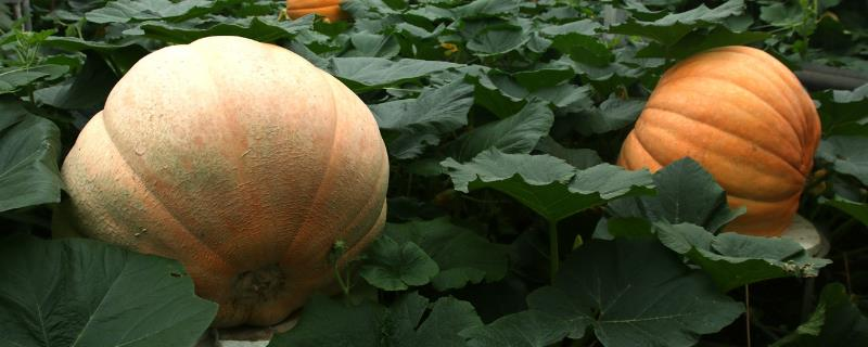 巨型南瓜种植技术