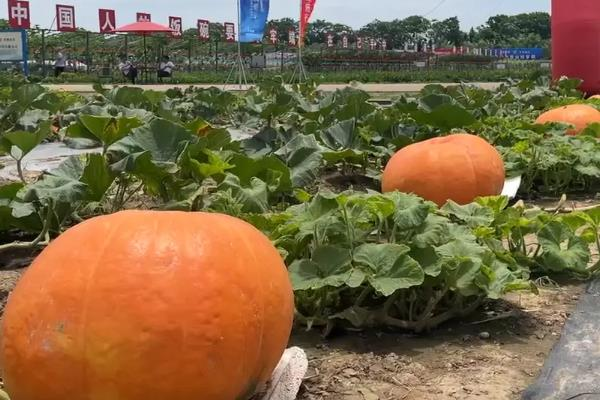 巨型南瓜种植技术