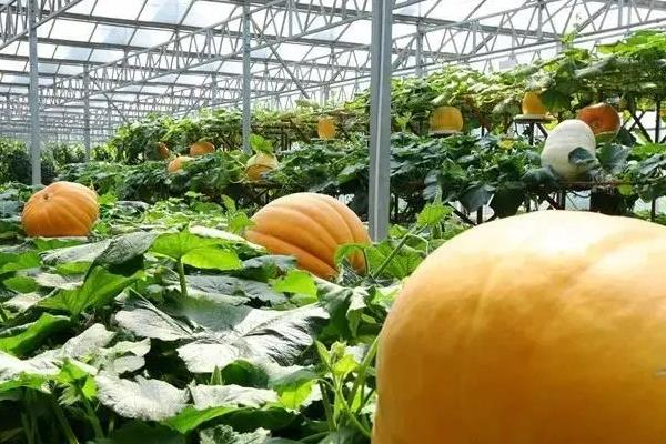 巨型南瓜种植技术